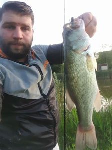 Largemouth Bass