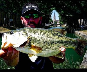 Largemouth Bass