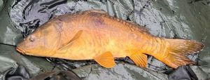 Mirror Carp