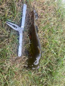 Black Bullhead