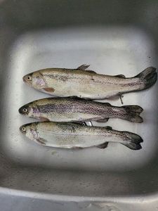Rainbow Trout