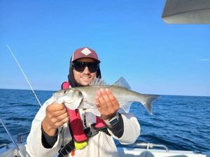 European Bass (Seabass)