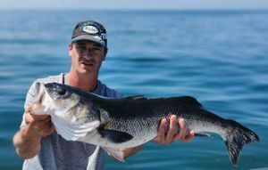 European Bass (Seabass)