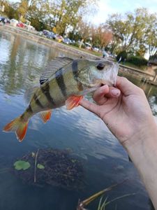 European Perch