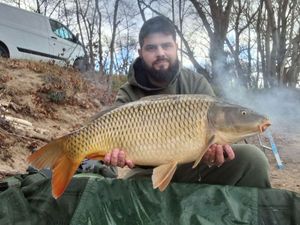 Common Carp