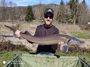 Sturgeon