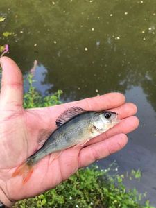 European Perch