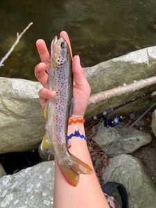 Brown Trout