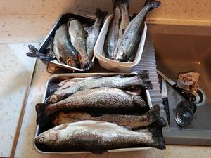 Rainbow Trout