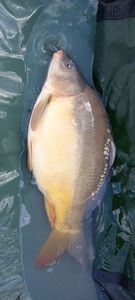 Mirror Carp