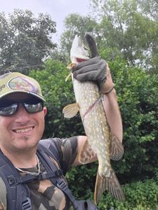 Northern Pike