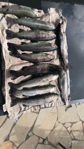 Rainbow Trout