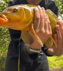 Tench