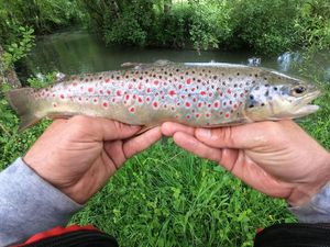 Brown Trout