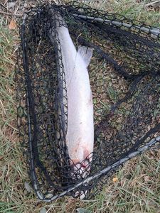 Rainbow Trout