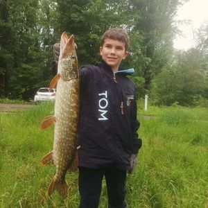 Northern Pike