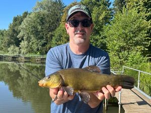 Tench