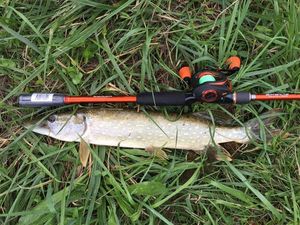 Northern Pike