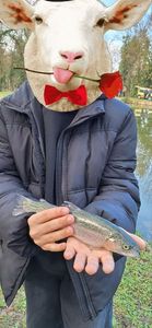 Rainbow Trout