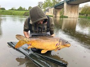 Mirror Carp