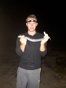 European Eel (Common Eel)