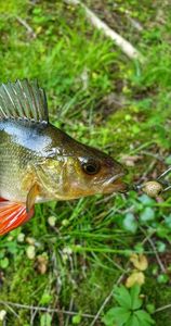 European Perch