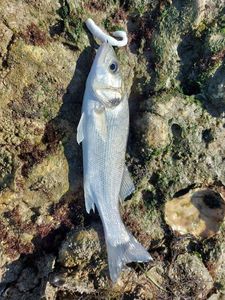 European Bass (Seabass)