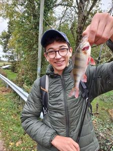 European Perch