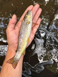 Brown Trout