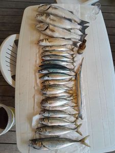 European Bass (Seabass)