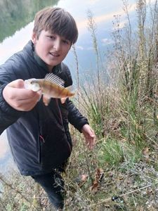 European Perch