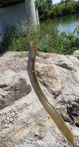 European Eel (Common Eel)