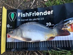 Mirror Carp