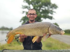 Common Carp