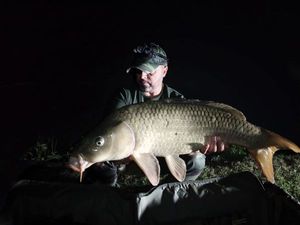 Common Carp