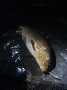 Common Carp
