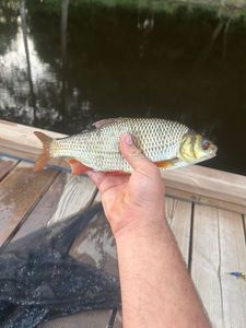 Roach
