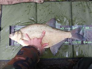 Common Bream