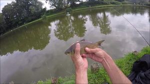 Crucian Carp
