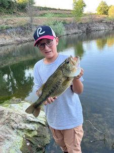 Largemouth Bass