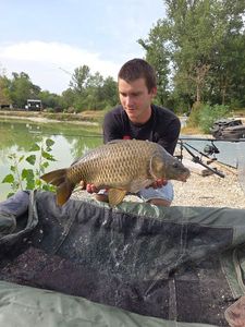 Common Carp
