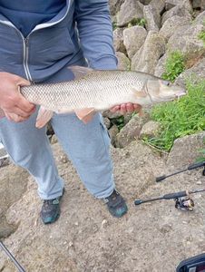 Barbel