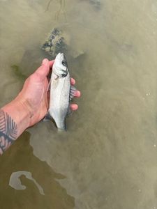 European Bass (Seabass)