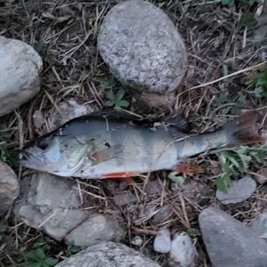 European Perch