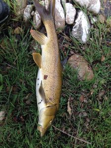 Barbel