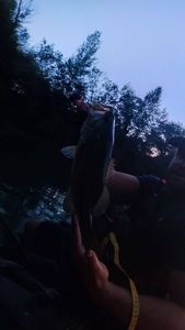 Largemouth Bass
