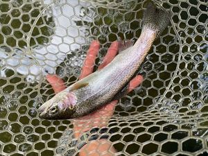 Rainbow Trout