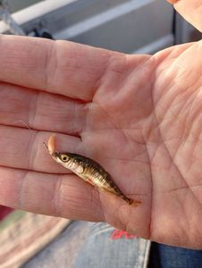 Three-spined stickleback