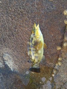 Ballan Wrasse