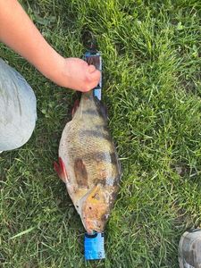 European Perch